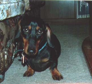 scrappy