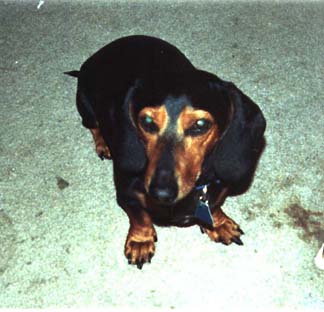 shy snoopy