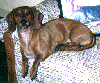 Penny